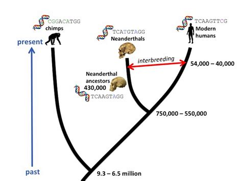 DNA dating: How molecular clocks are refining human evolution's timeline