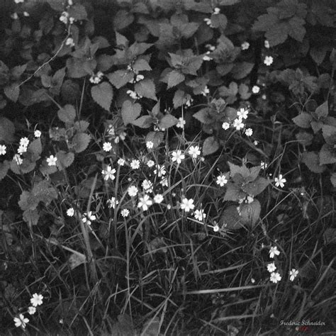 Little White Flowers Agfa Super Isolette Agfa Solinar 1 Flickr