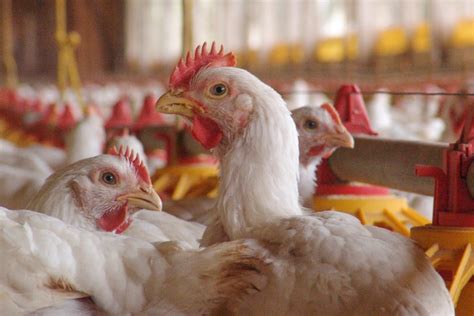 Latest update welsh government (press release)16:03. Avian influenza (bird flu) identified at Cheshire broiler ...
