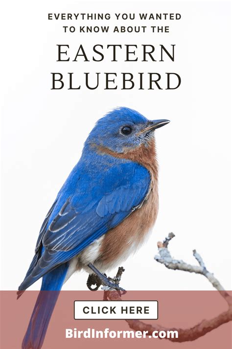 Eastern Bluebird Bird Informer