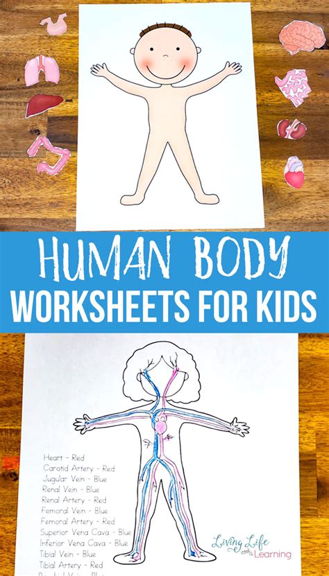 Human Body Worksheets For Kids In 2020 Human Body Activities Human
