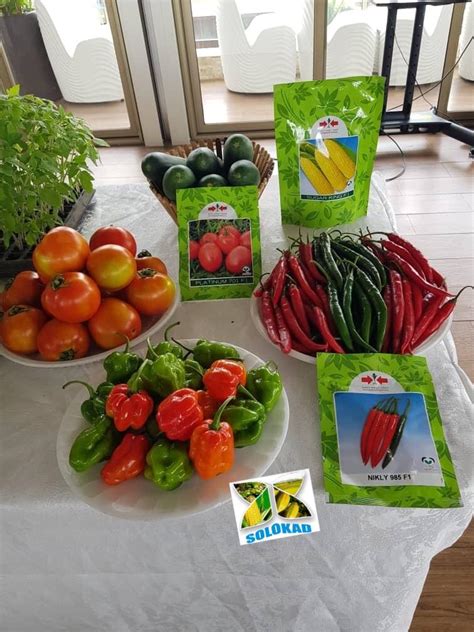 Get Your Hybrid Vegetable Seeds Here Agriculture 2 Nigeria