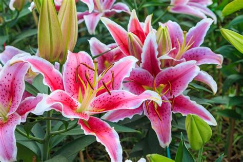 The lily flower has a lot of meanings and it can have a certain influence on your life. LILY - Flowers We Love - Flower.Style Magazine