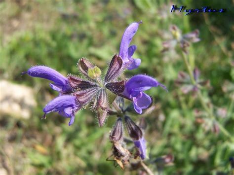 Semillas Salvia Verbenaca — Floresfrescasonline