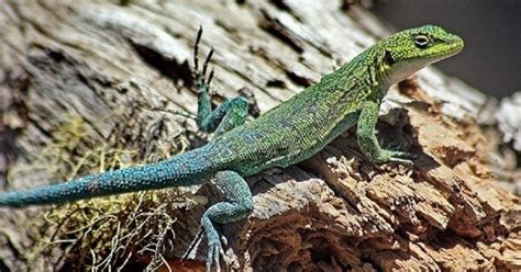 Lagartijas Datos Curiosos Que No Sabes Sobre Estos Reptiles Extraordinarios La Verdad Noticias