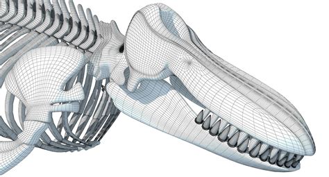 3d Sharks Skeletons 3d Model Cgtrader