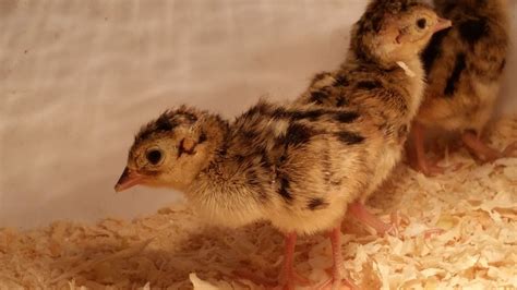 The Only Chance For These Little Guys Farmers Raise Pheasants From
