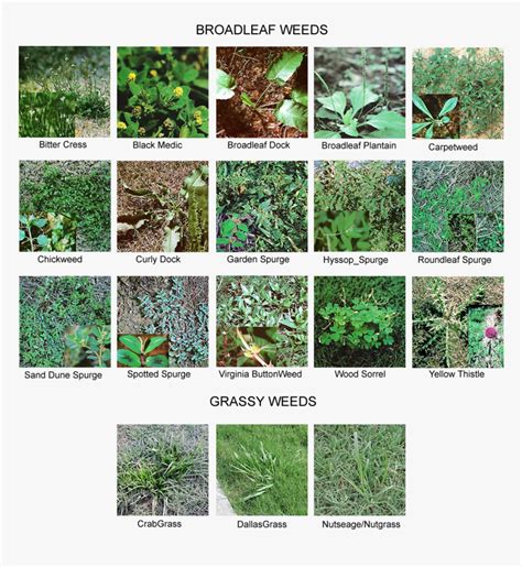 Names Of Common Lawn Weeds