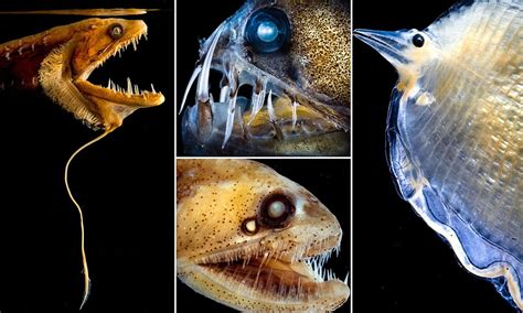 Captured Dead Or Alive Astonishing Pictures Of The Bizarre Creatures