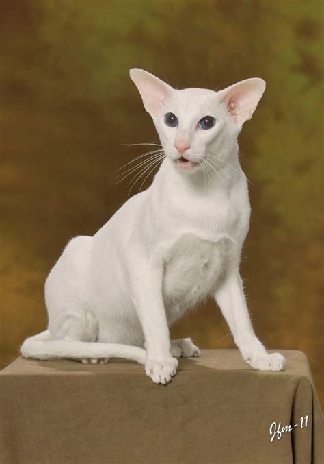 White Siamese Cat British Shorthair