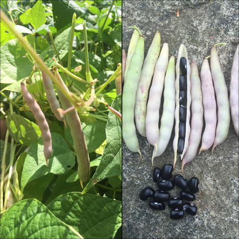 Grow Your Own Black Beans This Year Its So Easy Grown Like Regular