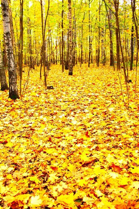 Autumn Forest Stock Image Image Of Restful Maple Serene 6824425