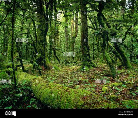New Zealand South Island Moss Covered Rainforest Stock Photo Alamy