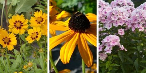 13 Low Maintenance Perennials For Your Yard