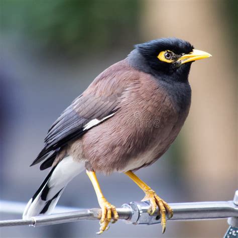 2 Common Indian Myna Free Stock Photos Stockfreeimages