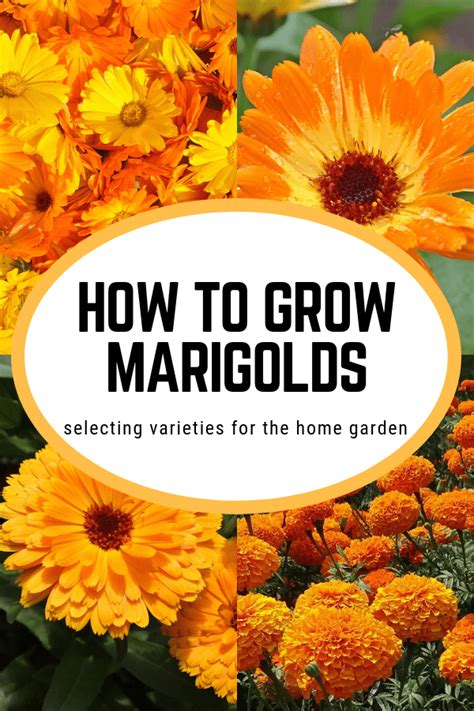 There are two main varieties of marigold based on their size and characteristics. How to Grow Marigolds