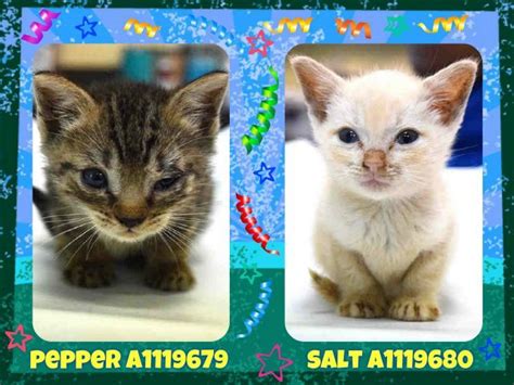 Must Be Pulled By A New Hope Rescuepepper A1119679 And Salt