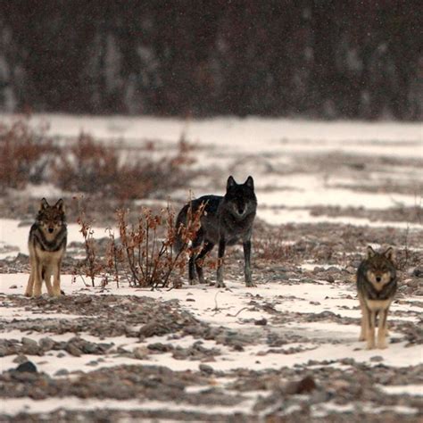 Researching Denalis Wolves Denali National Park And Preserve Us