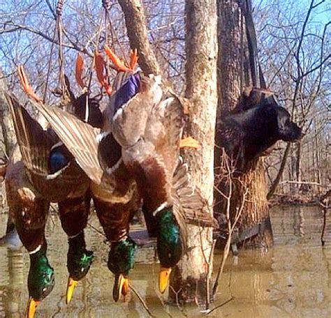 Duck Hunting Waterfowl Hunting Duck Hunting Hunting Dogs
