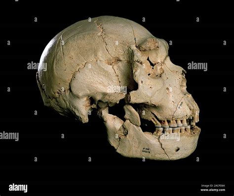Homo Heidelbergensis Cráneo Cráneo 5 Excavado En 1992 Desde La Sima