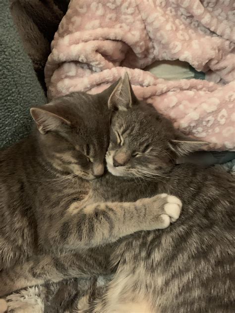 Cuddle Puddle Twins Rcatshuggingcats