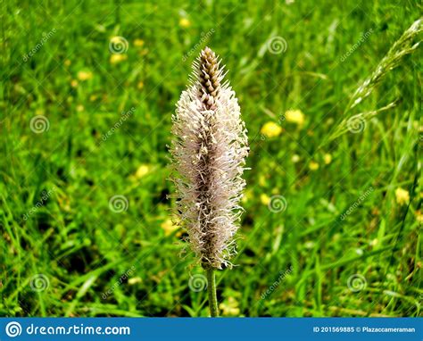 Hoary Plantain Stock Image Image Of Grass Wild Plantain 201569885