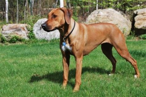 Find puppies for sale in western cape. Cape Ridge Rhodesian Ridgebacks | Rhodesian Ridgeback ...