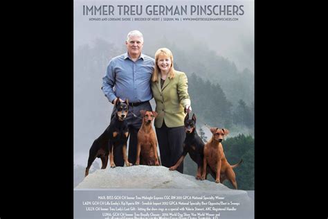 Immer Treu German Pinschers German Pinscher Puppies For Sale In