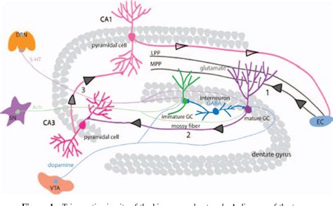 Pdf Modification Of Hippocampal Circuitry By Adult Neurogenesis