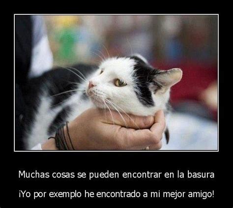 Frases Chistosas Con Animales Imagui