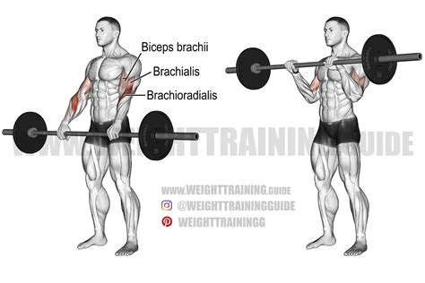 Barbell Reverse Curl Exercise Instructions And Video Weight Training