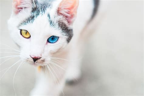 Mixed And Domestic Cat Breed Profile