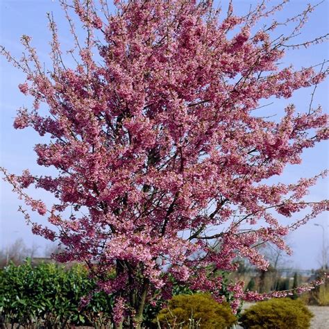 Prunus Okame Cherry Blossom