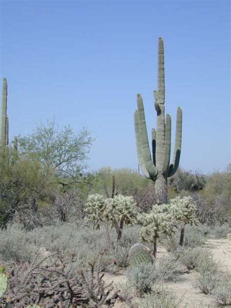 There are about 190 different species of opuntia. Tucson Visit May 1999