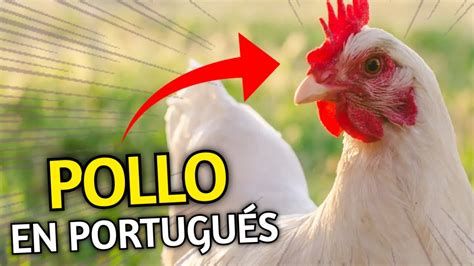 ¿como Se Dice Pollo En PortuguÉs 4 Ejemplos De Frases En PortuguÉs