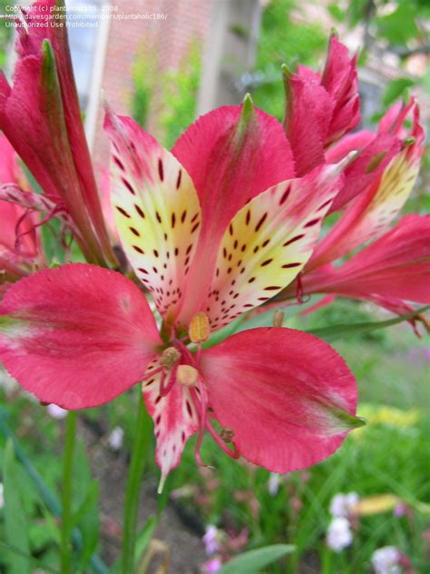 Plantfiles Pictures Alstroemeria Peruvian Lily Lily Of The Incas