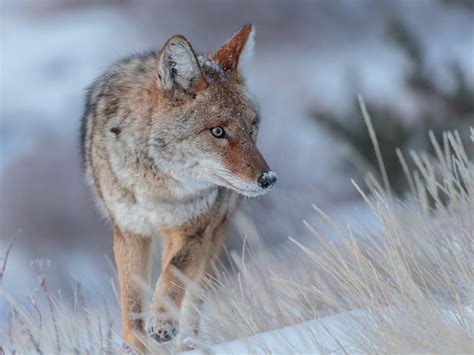 Coyote On The Prowl Smithsonian Photo Contest Smithsonian Magazine