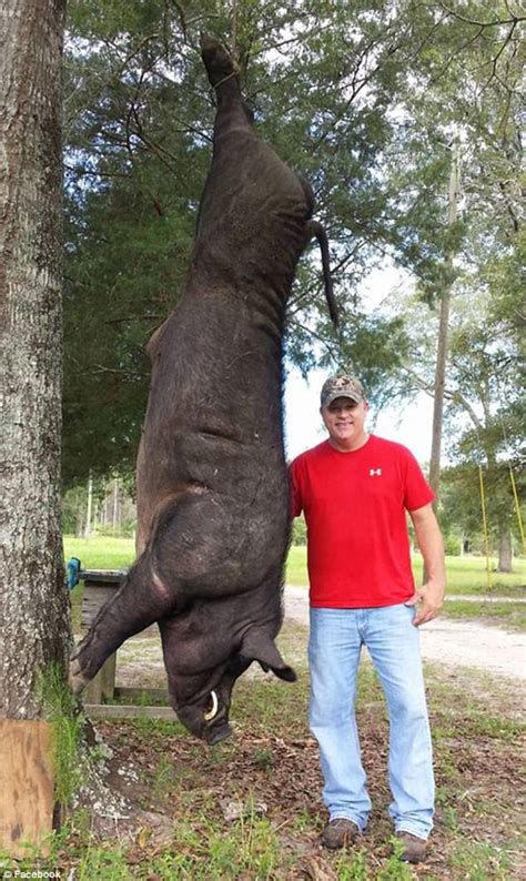 Alabama Man Kills Massive 820 Pound Wild Hog In Front Yard Daily Mail
