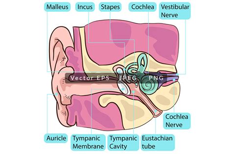 Inside Human Ear Anatomy Gráfico Por Scworkspace · Creative Fabrica