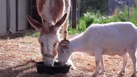 20 Amazing And Completely Unlikely Animals Who Became Best Friends