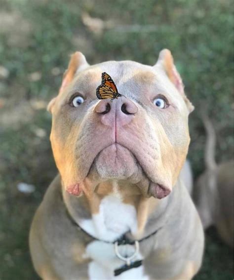 14 Pictures Only Pit Bull Owners Will Think Are Funny The Dogman