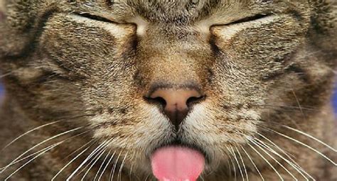 Why Do Cats Stick Their Tongue Out Find Out Inside