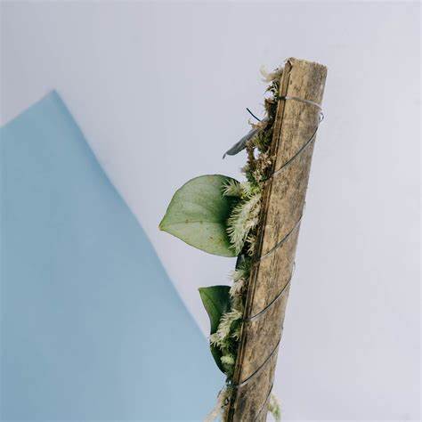 Жиросжигатели блэк мамба отзывы Scindapsus Black Mamba – Greenspaces.id Scindapsus Black Mamba – Greenspaces.id Жиросжигатели блэк мамба отзывы