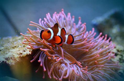 Mengenal Nemo Ikan Lucu Hidup Diantara Anemon Laut