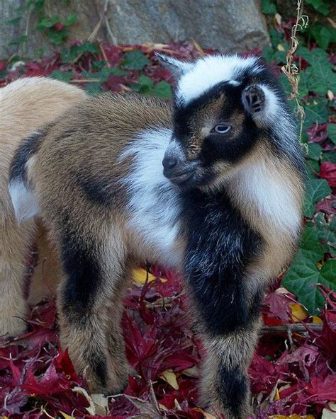 Cute Goats Goats Animals