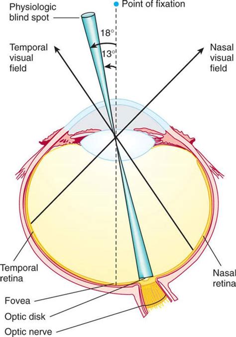 Optic Nerve Blind Spot Blinds