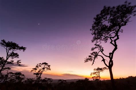 Pine Trees In Silhouette At Sunset Stock Photo Image Of Blue