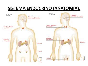 Ppt Sistema Endocrino Anatomia Powerpoint Presentation Free To