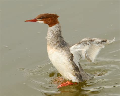 Juvenile Common Merganser Female Flickr Photo Sharing