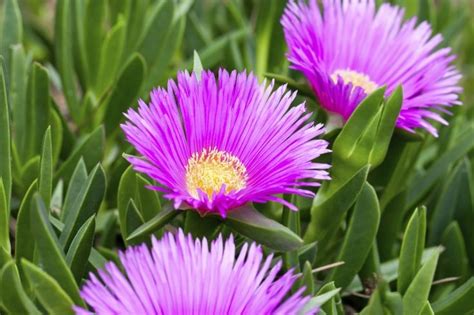 Growing Ice Plant Flowers How To Grow A Hardy Ice Plant Flowering